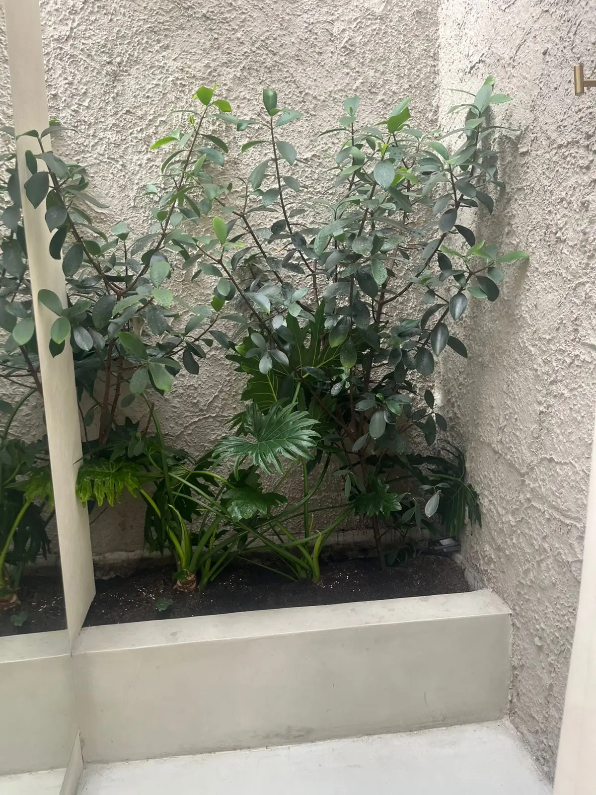 Jardinería profesional · Plantemos Bogotá #6