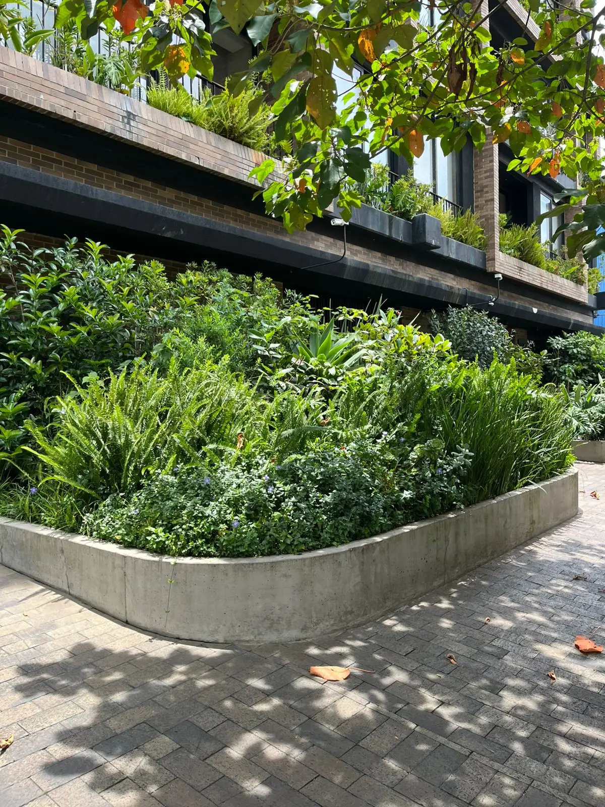 Jardinería profesional · Plantemos Bogotá #10