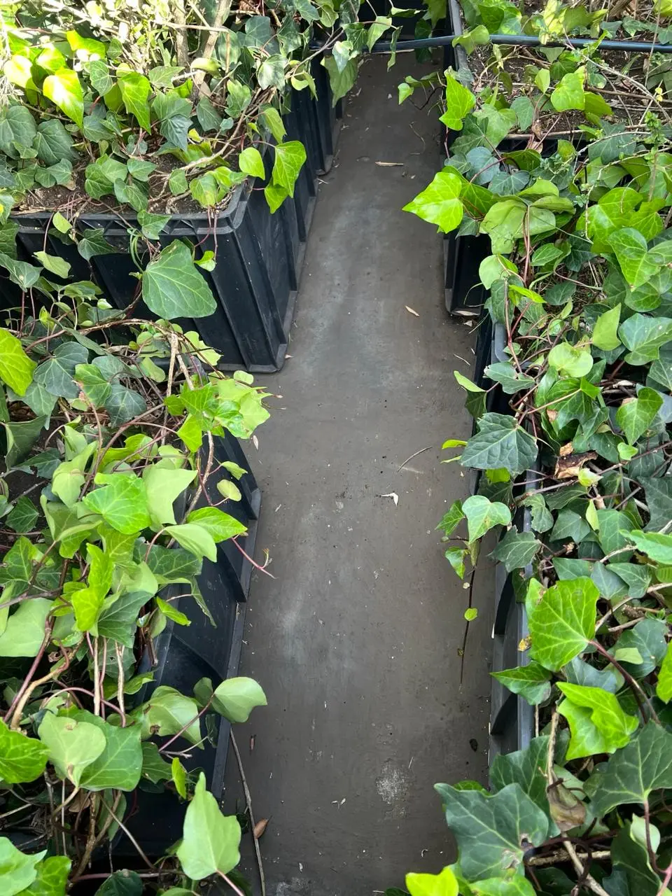 Mantenimiento profesional de jardines · Plantemos Bogotá #3