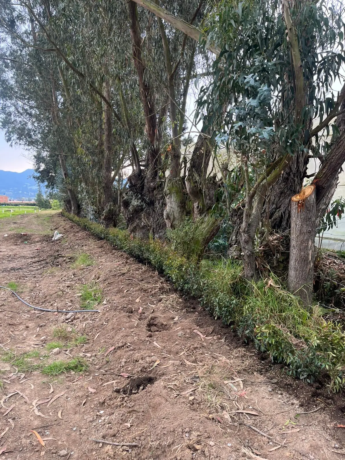 Mantenimiento profesional de jardines · Plantemos Bogotá #11