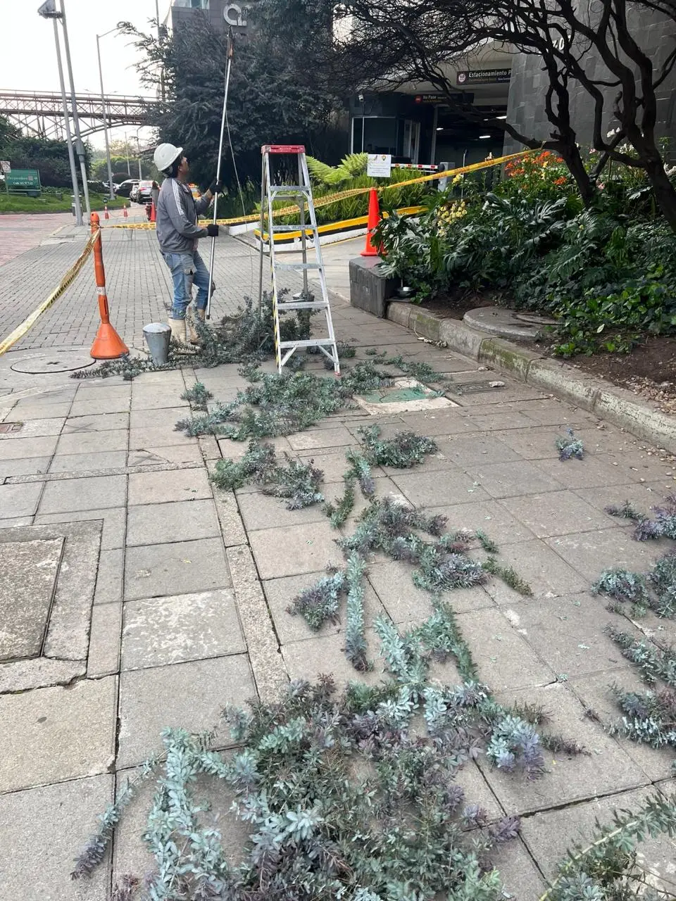 Mantenimiento profesional de jardines · Plantemos Bogotá #19