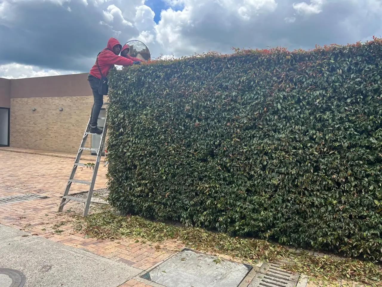 Mantenimiento profesional de jardines · Plantemos Bogotá #24