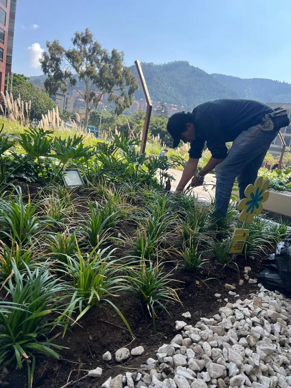 Proyecto de paisajismo y diseño de jardines · Plantemos Bogotá #9