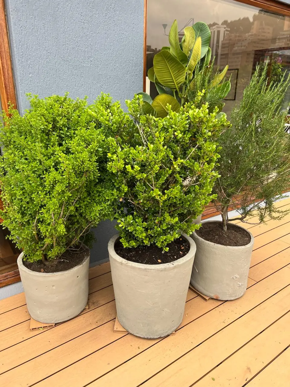 Proyecto de paisajismo y diseño de jardines · Plantemos Bogotá #23