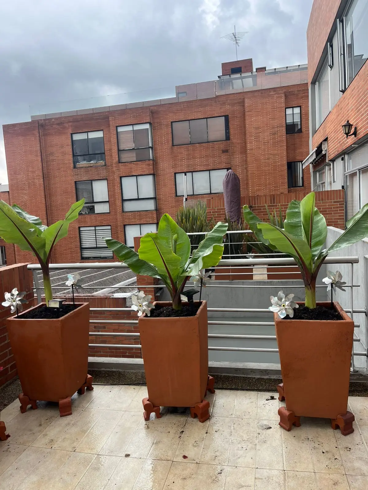 Proyecto de paisajismo y diseño de jardines · Plantemos Bogotá #55
