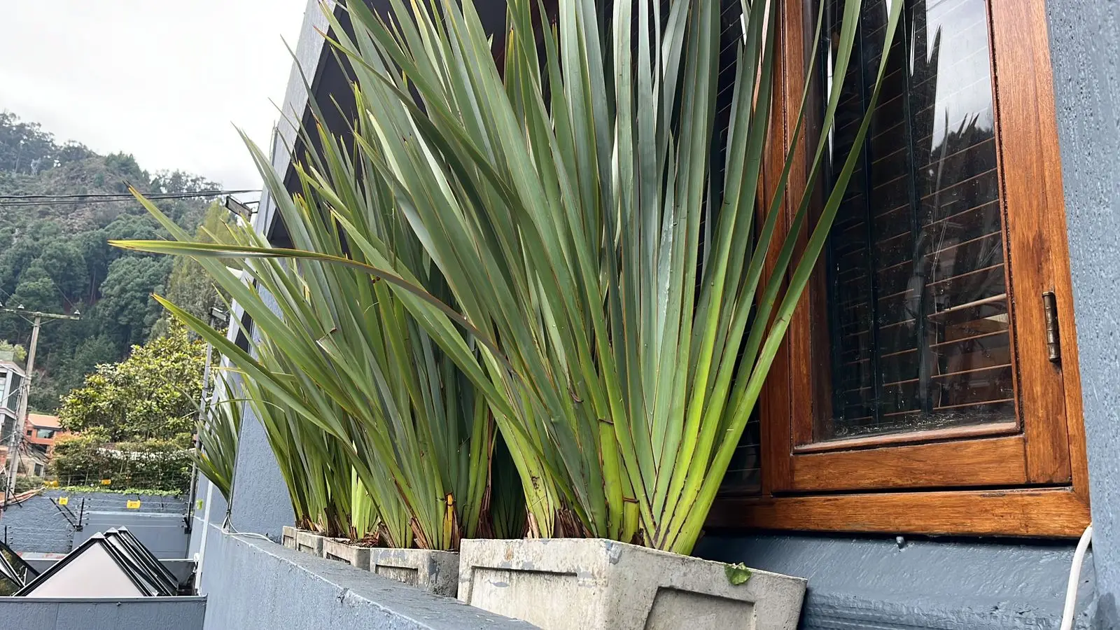 Proyecto de paisajismo y diseño de jardines · Plantemos Bogotá #56