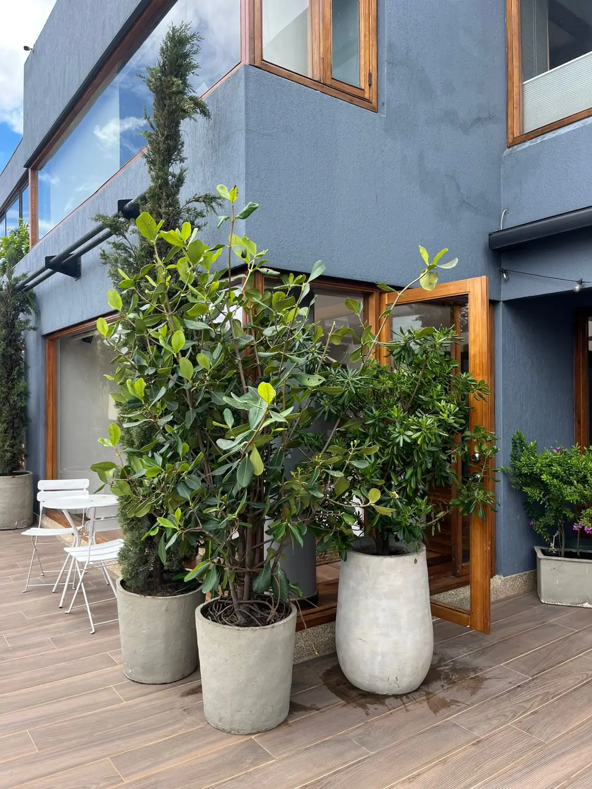 Proyecto de paisajismo y diseño de jardines · Plantemos Bogotá #76