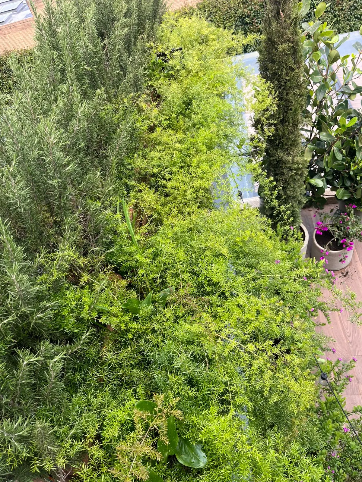 Proyecto de paisajismo y diseño de jardines · Plantemos Bogotá #79