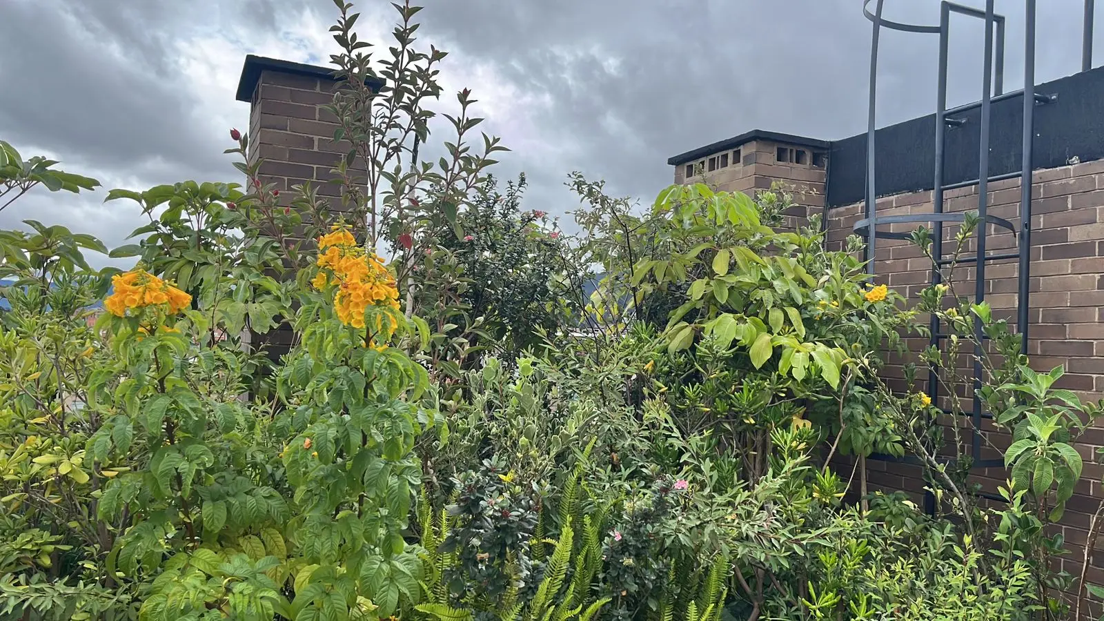 Proyecto de paisajismo y diseño de jardines · Plantemos Bogotá #83