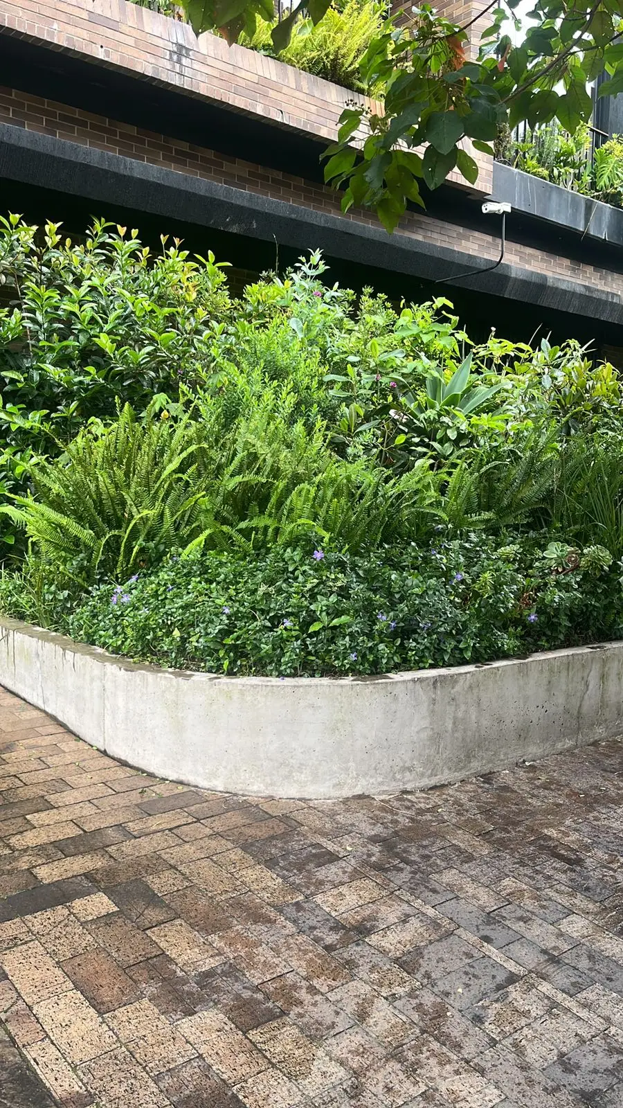 Proyecto de paisajismo y diseño de jardines · Plantemos Bogotá #85