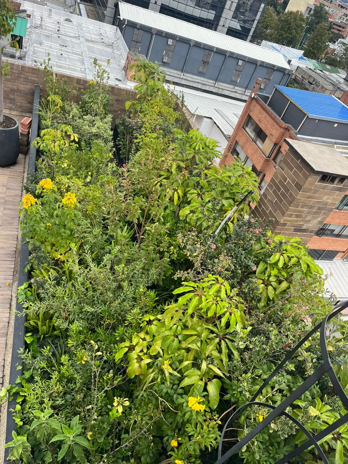 Proyecto de paisajismo y diseño de jardines · Plantemos Bogotá #87