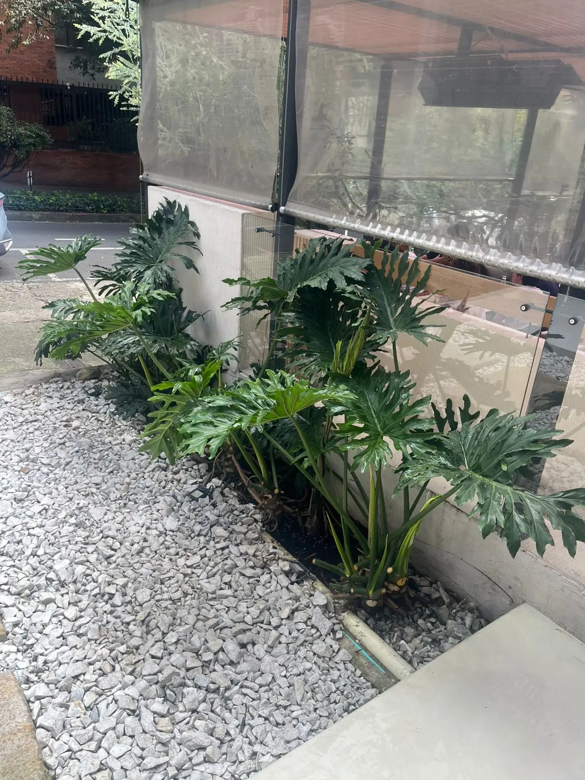 Composición de plantas y decoración con plantas · Plantemos #2