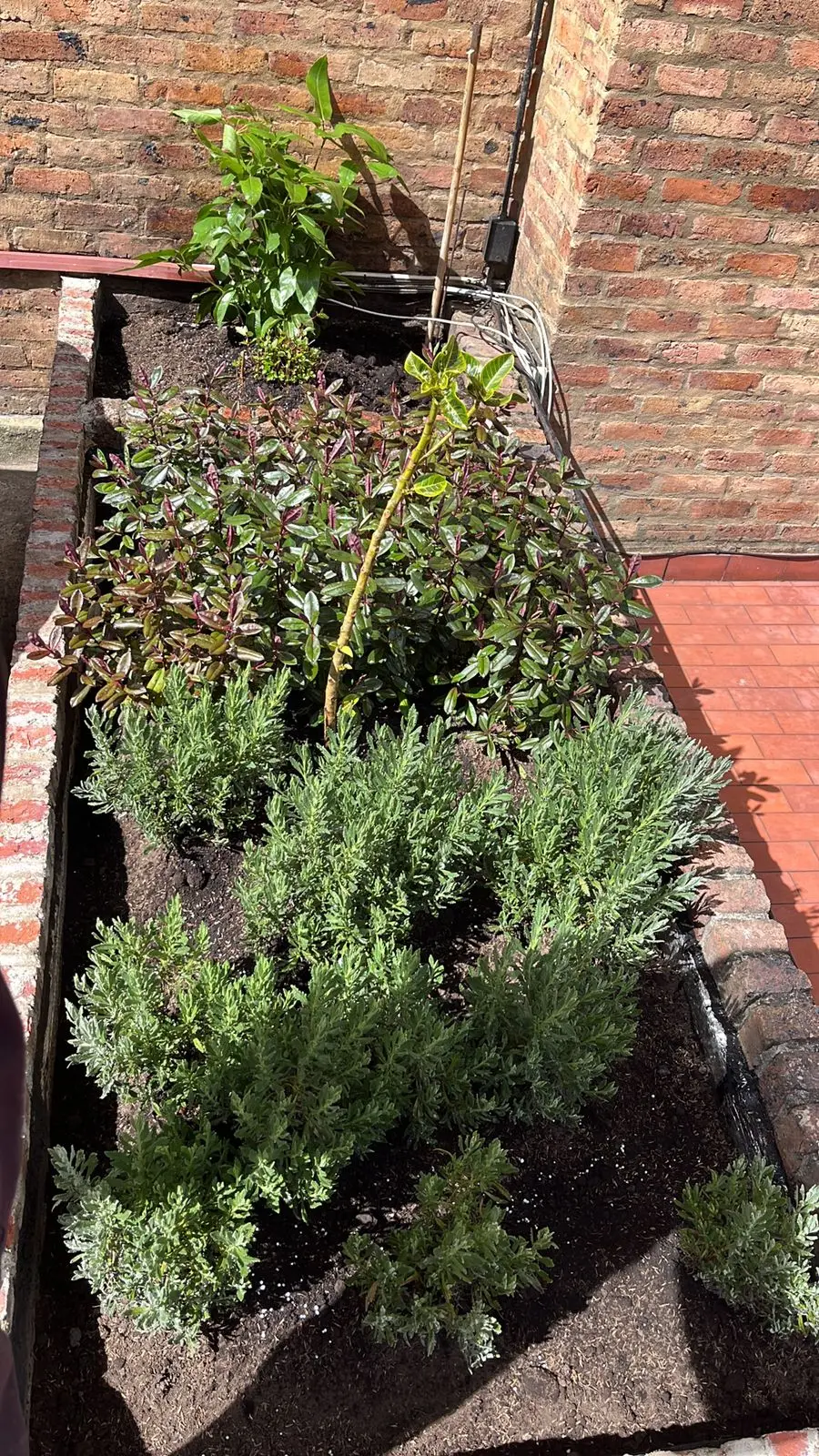 Composición de plantas y decoración con plantas · Plantemos #14