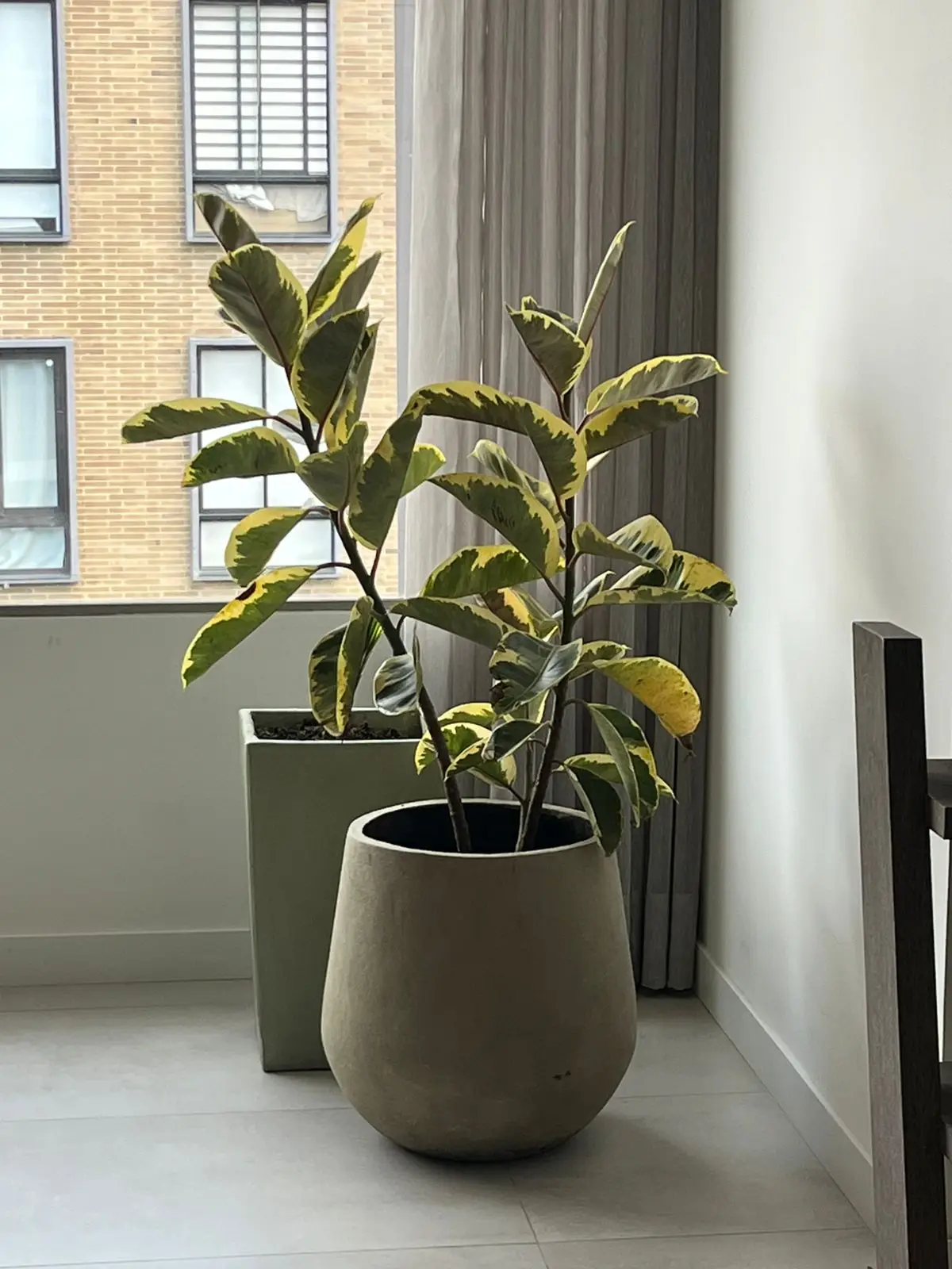 Composición de plantas y decoración con plantas · Plantemos #16