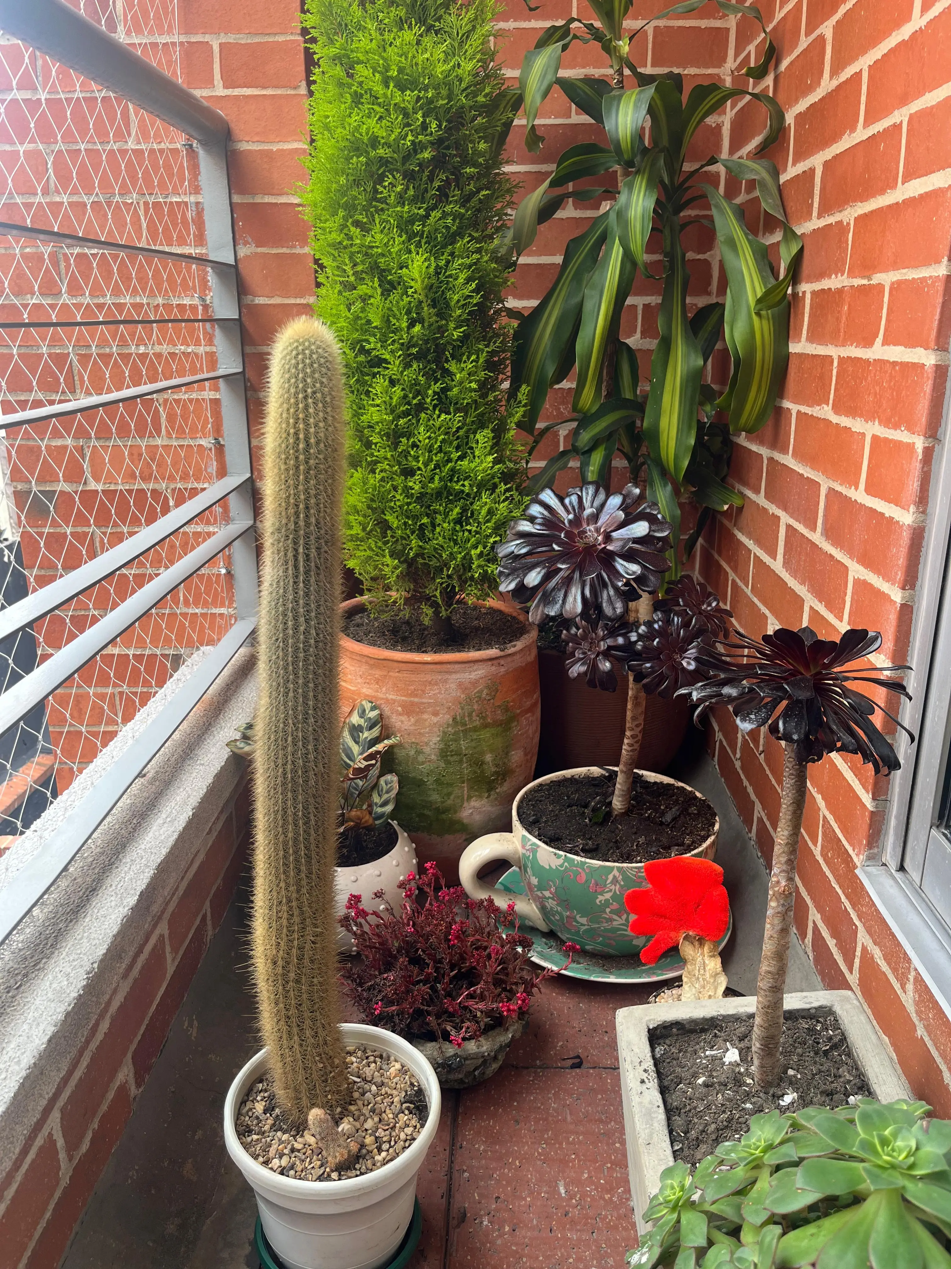 Composición de plantas y decoración con plantas · Plantemos #26