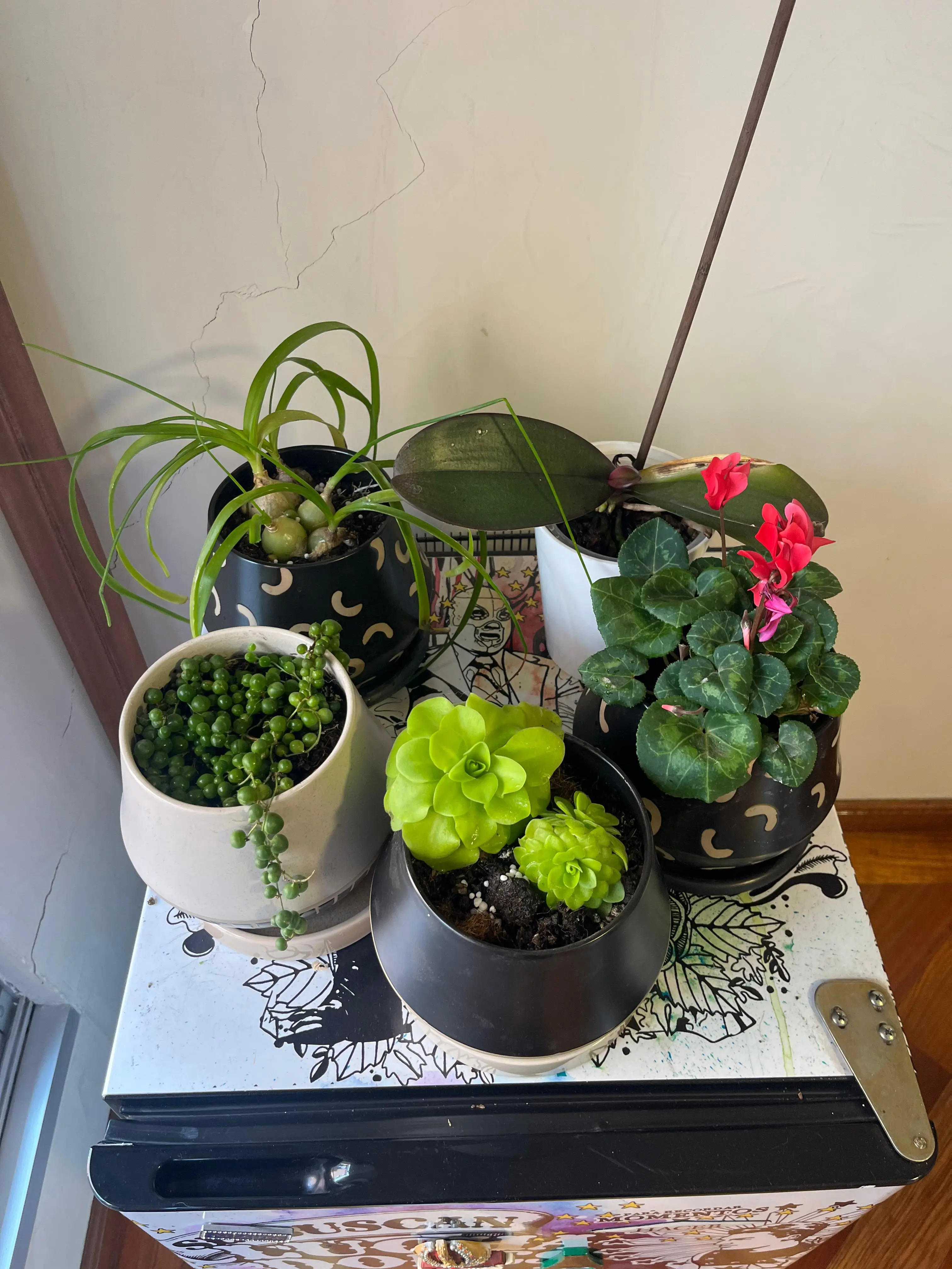 Composición de plantas y decoración con plantas · Plantemos #27