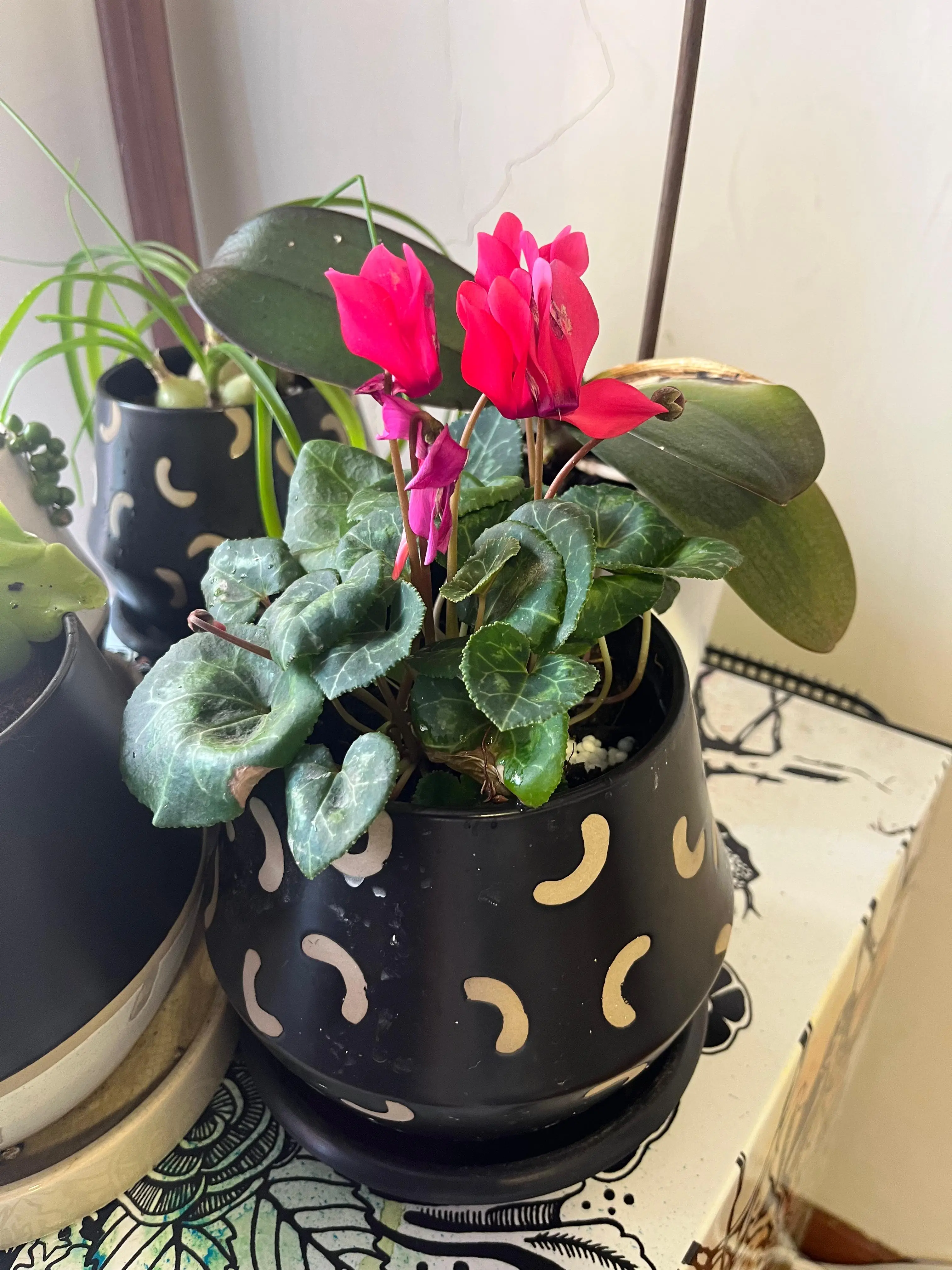 Composición de plantas y decoración con plantas · Plantemos #30