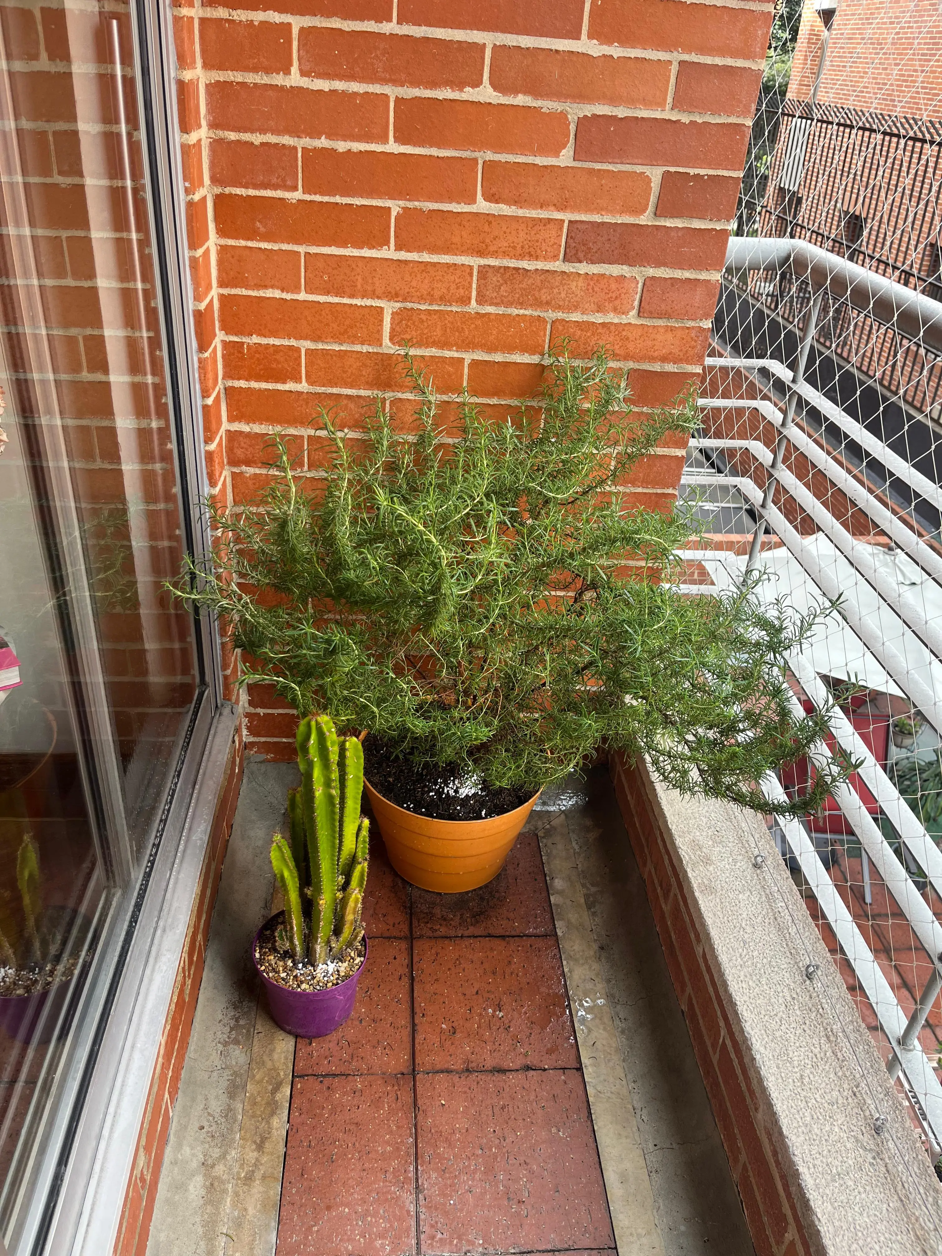 Composición de plantas y decoración con plantas · Plantemos #31
