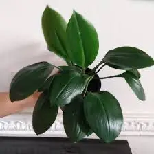 Composición de plantas y decoración con plantas · Plantemos #35