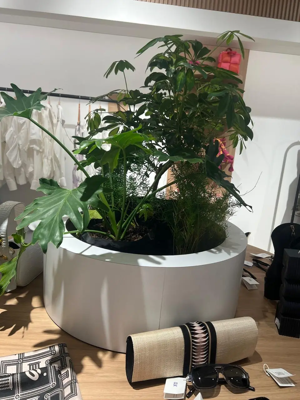 Composición de plantas y decoración con plantas · Plantemos #37