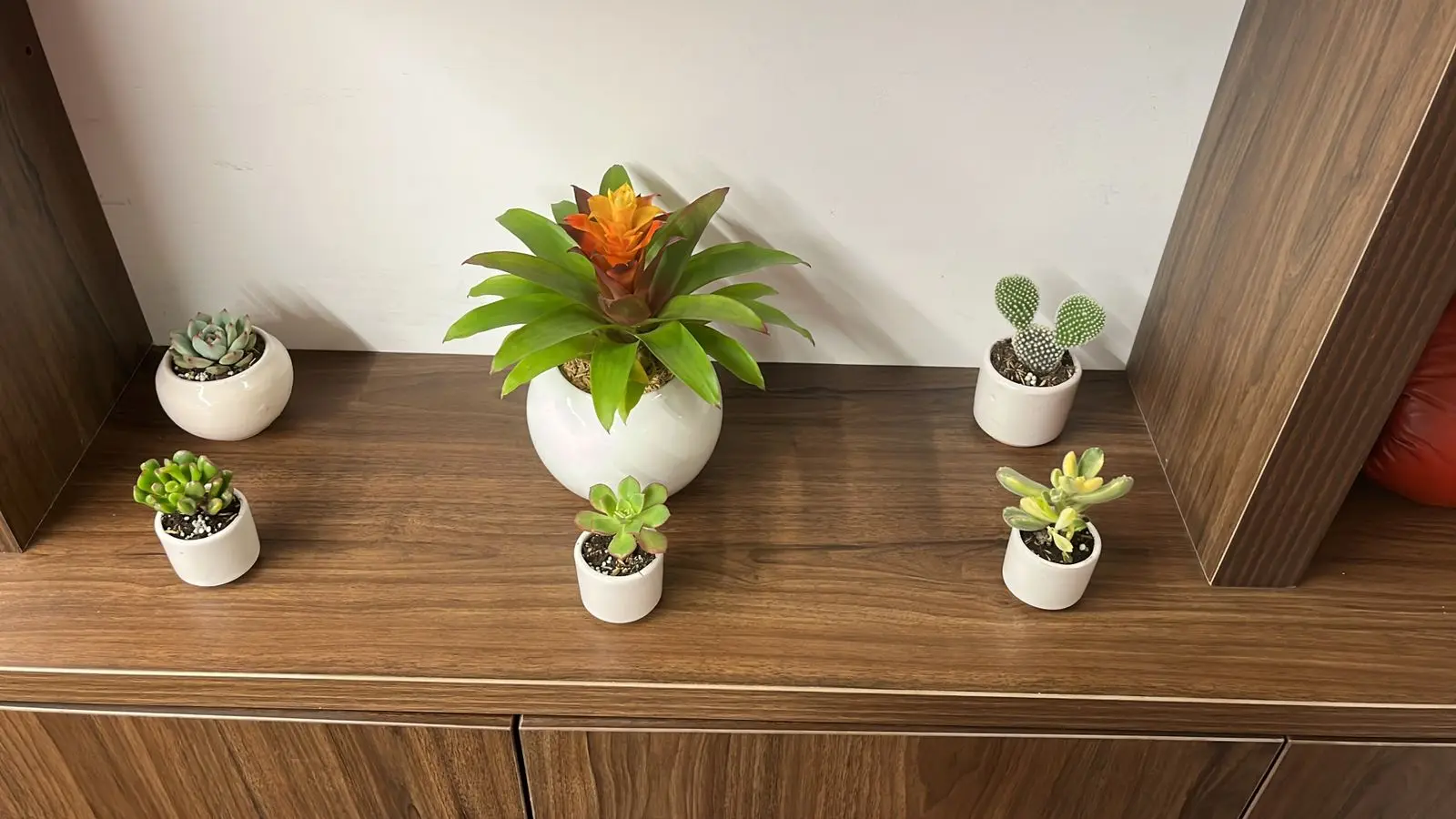 Composición de plantas y decoración con plantas · Plantemos #57